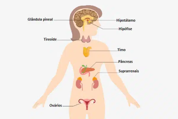 Afinal, o que é a Ginecologia Endócrina?